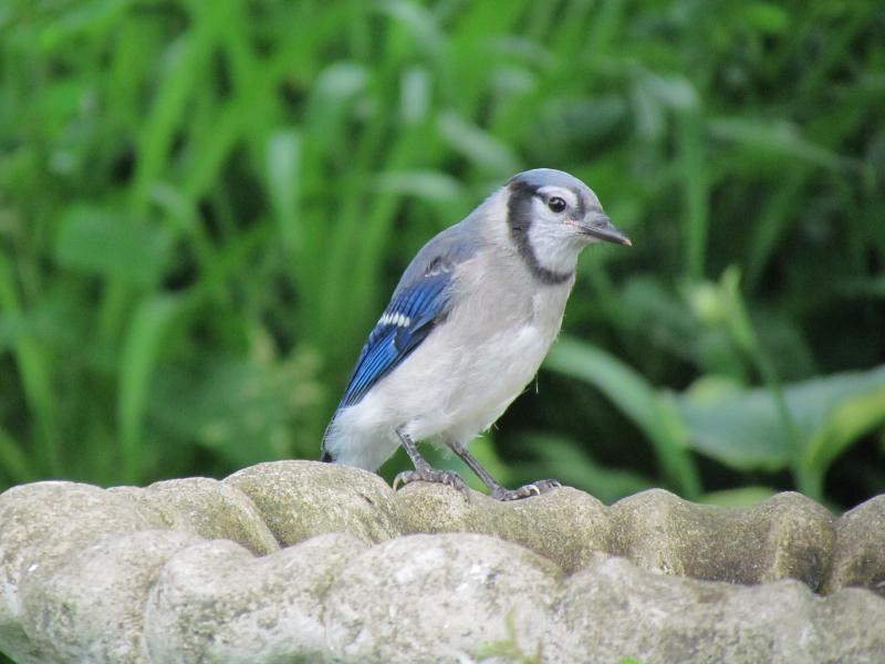 #bird-column, #birds, #jeff-and-allison-wells, #maine, #boothbay-register, #blue-jays
